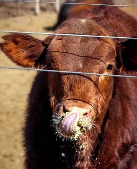 Beef cattle looking through the fence