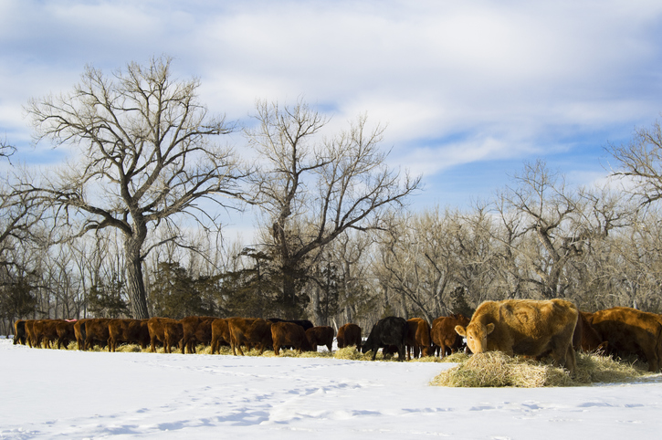 Beef cattle standing in a snowy field