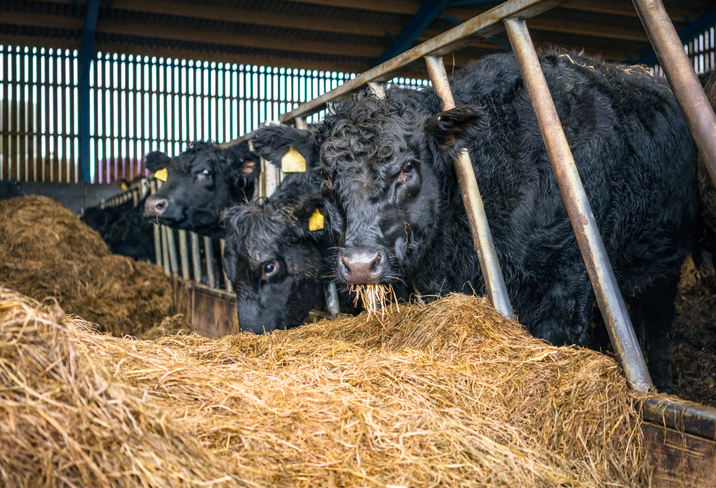 Beef cattle feeding