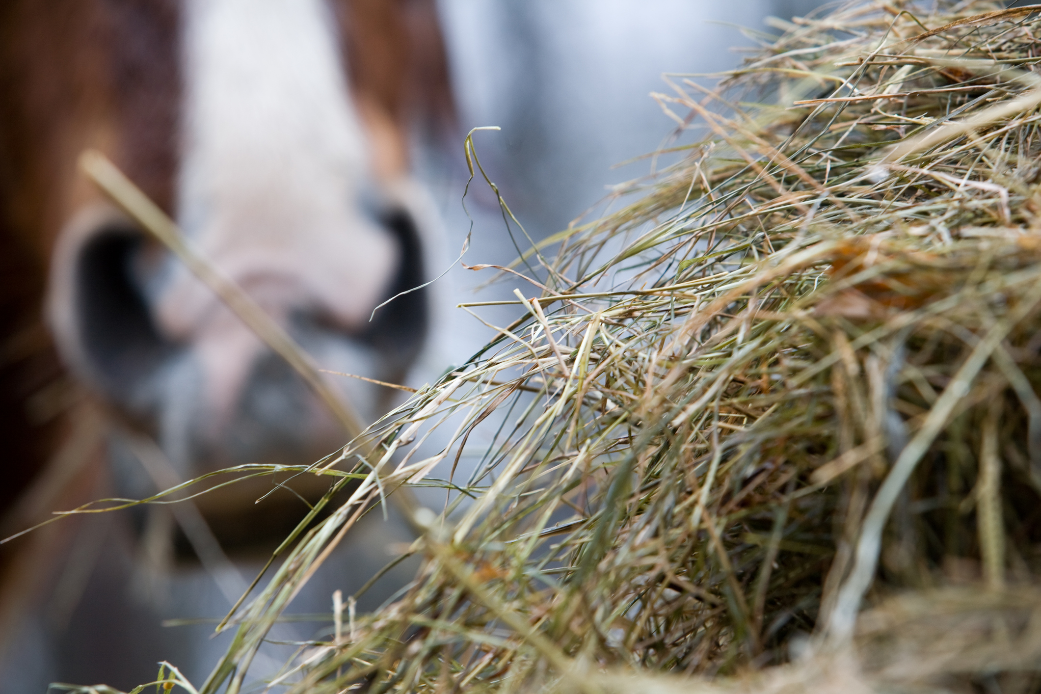 Hay, Definition, Grass, Bale, & Facts