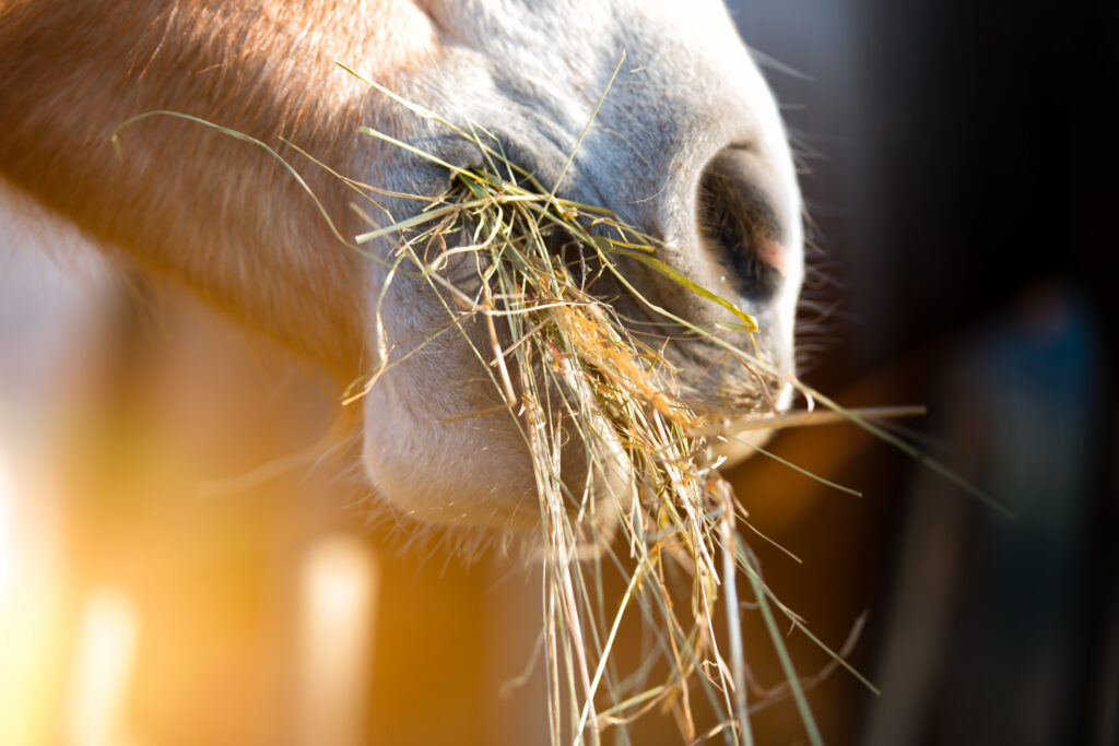 Hay Shortages and Quality Issues: Finding Fibre Alternatives and ...