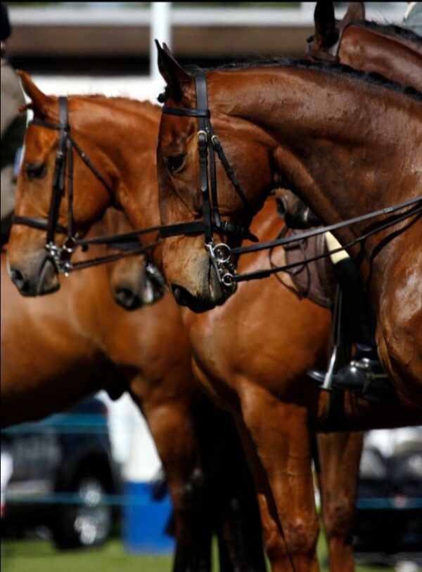 Feeding Supplements Masterfeeds