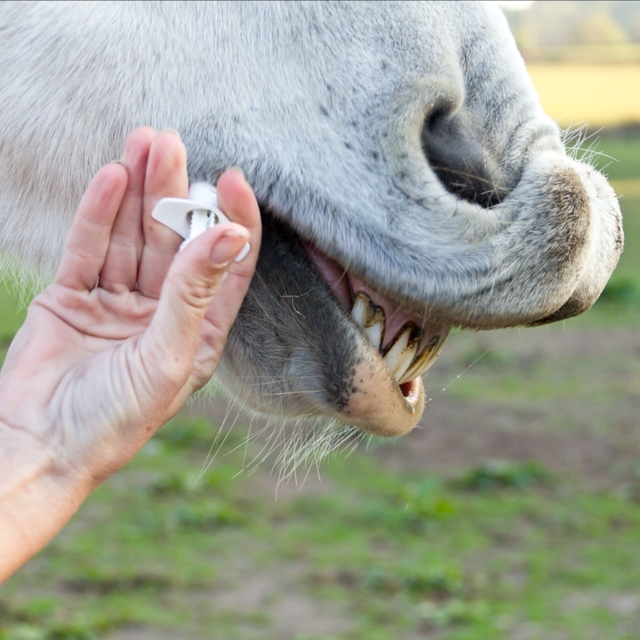 Guide to Deworming Your Horse Masterfeeds