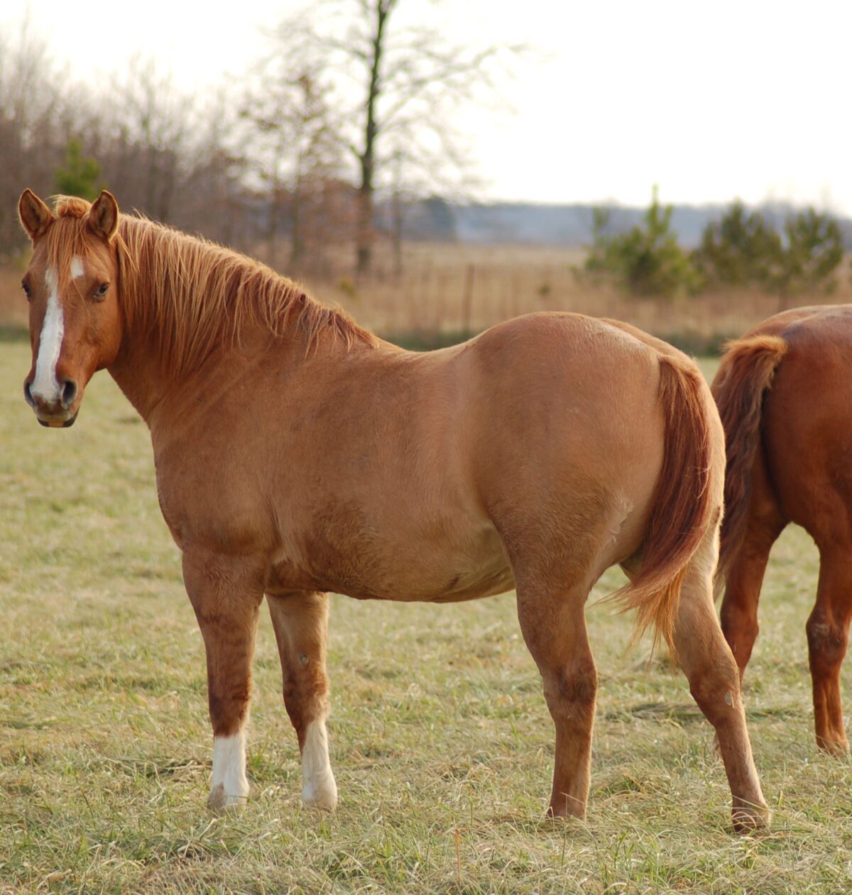 Two Ends of the Spectrum: Feeding the Under or Over Weight Horse ...