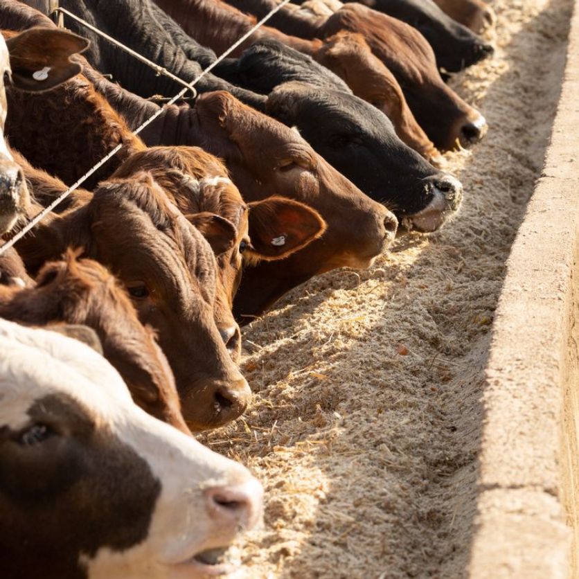 beef cattle feeding in a trough