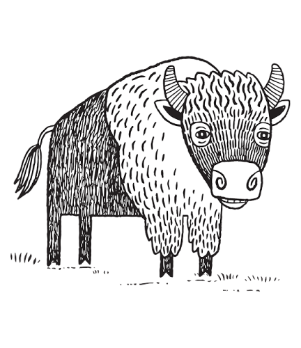 Download Buffalo Drawing