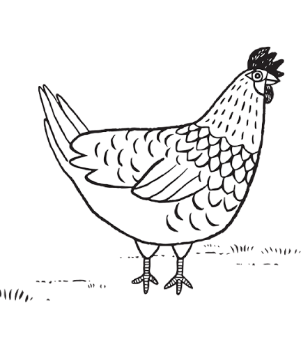 Download Chicken Drawing