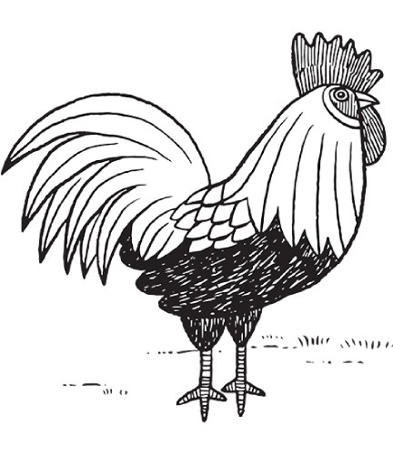 Download Rooster Drawing